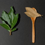 Planta medicinal laurel