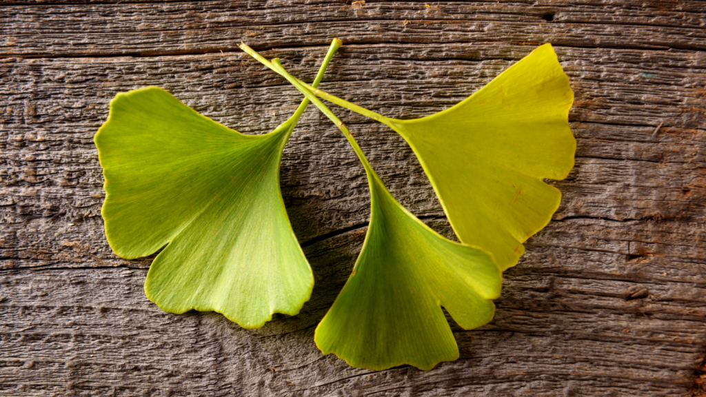 gingko-biloba