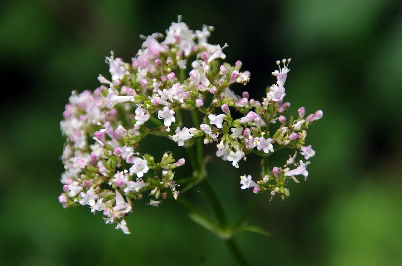 Para Qué Sirve La Valeriana: Propiedades Y Usos Medicinales