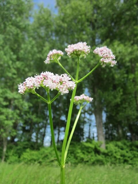 planta-de-valeriana-officinalis