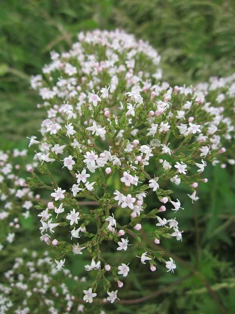 valeriana-officinalis